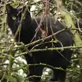 Millie: cat up a tree, November Singing, Gislingham Primary School, Suffolk - 17th November 2014