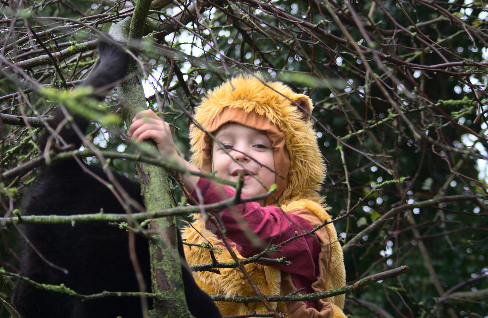 Fred up a tree in a lion costume from November Singing, Gislingham Primary School, Suffolk - 17th November 2014