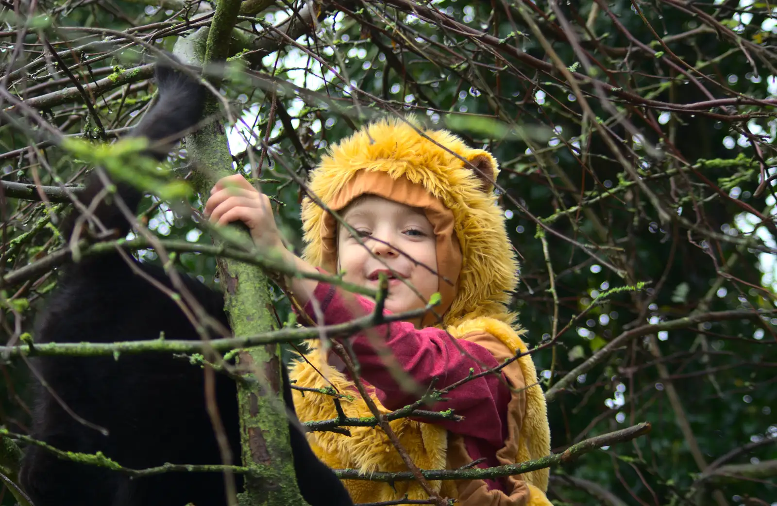 Fred up a tree in a lion costume, from November Singing, Gislingham Primary School, Suffolk - 17th November 2014