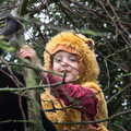 Fred up a tree in a lion costume, November Singing, Gislingham Primary School, Suffolk - 17th November 2014
