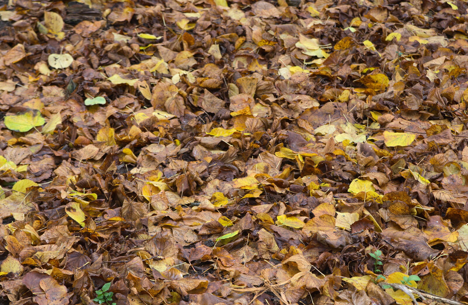 Autumn leaves from The Lorry-Eating Pavement of Diss, Norfolk - 3rd December