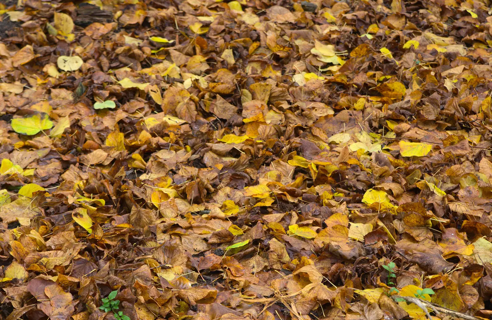 Autumn leaves, from The Lorry-Eating Pavement of Diss, Norfolk - 3rd December