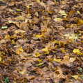 Autumn leaves, The Lorry-Eating Pavement of Diss, Norfolk - 3rd December