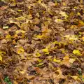 Autumn leaves, The Lorry-Eating Pavement of Diss, Norfolk - 3rd December