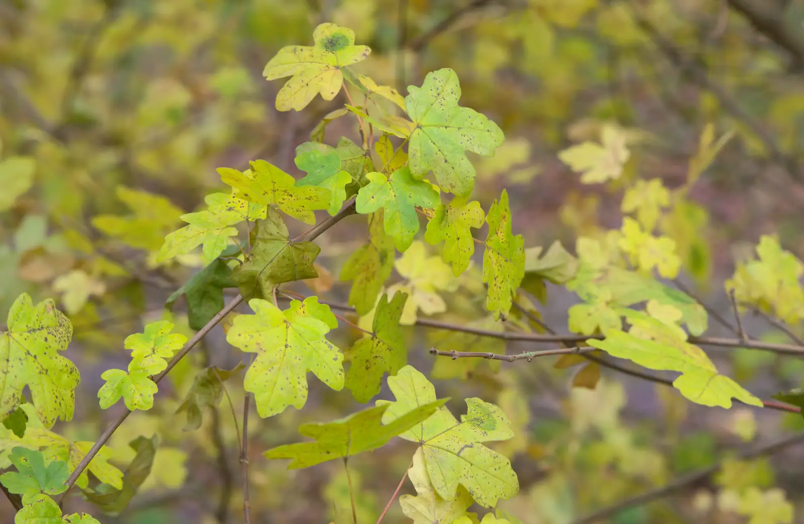 The tired leaves of autumn, from Cameraphone Randomness and a Thornham Walk, Suffolk - 14th December 2014