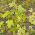 The tired leaves of autumn, Cameraphone Randomness and a Thornham Walk, Suffolk - 14th December 2014