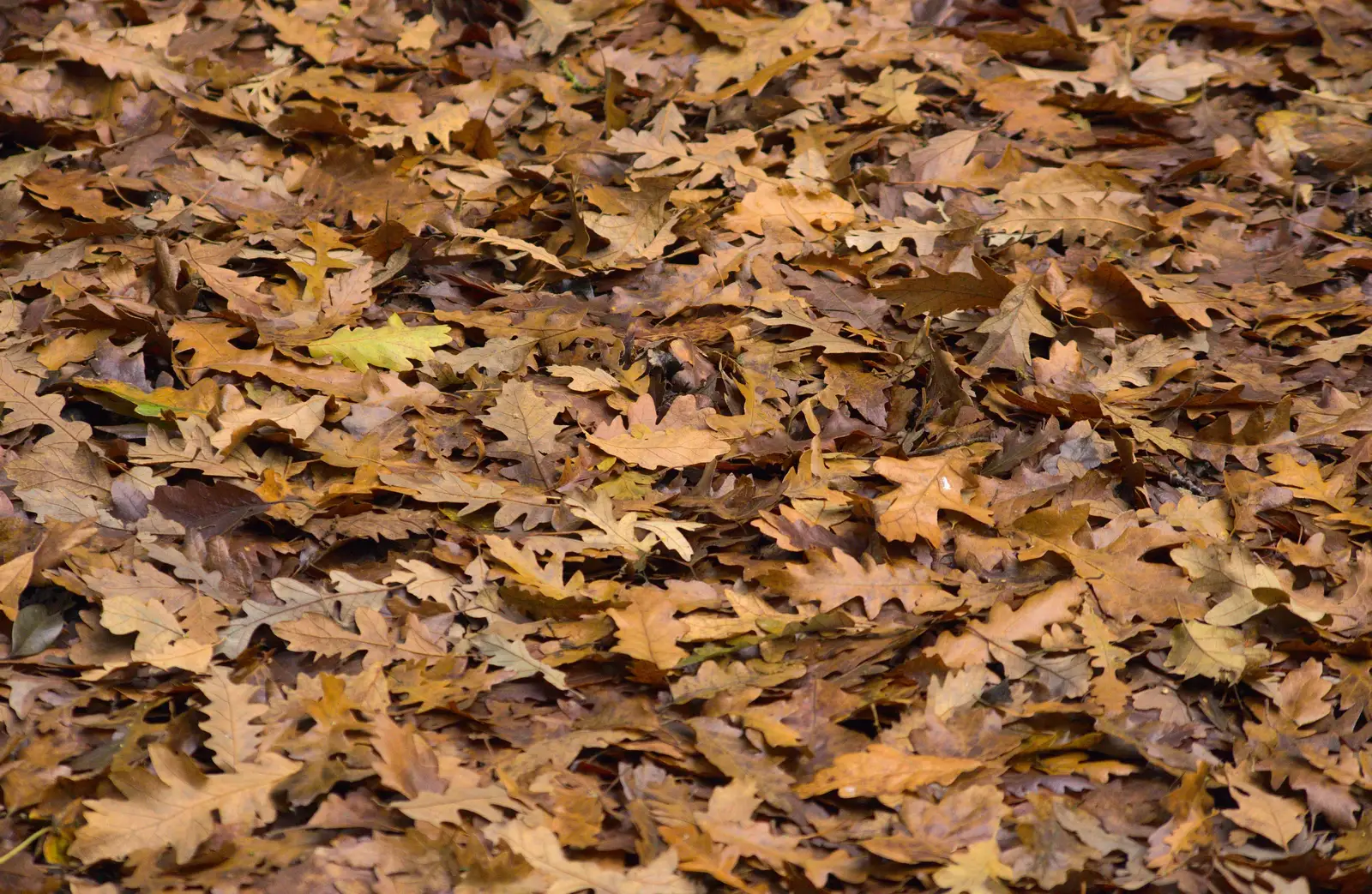 Late Autumn leaves, from Cameraphone Randomness and a Thornham Walk, Suffolk - 14th December 2014