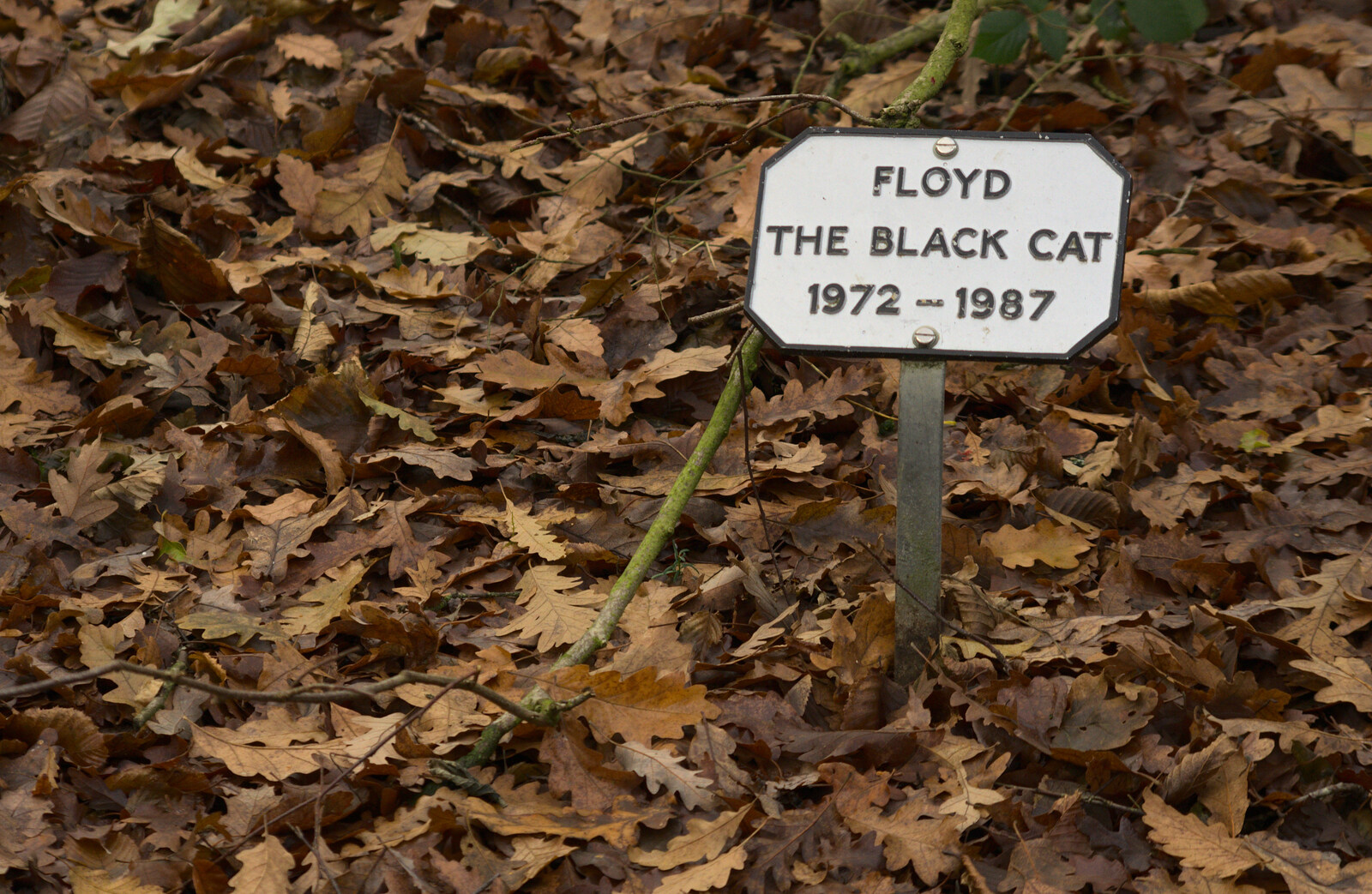 The grave of Floyd the Black Cat from Cameraphone Randomness and a Thornham Walk, Suffolk - 14th December 2014