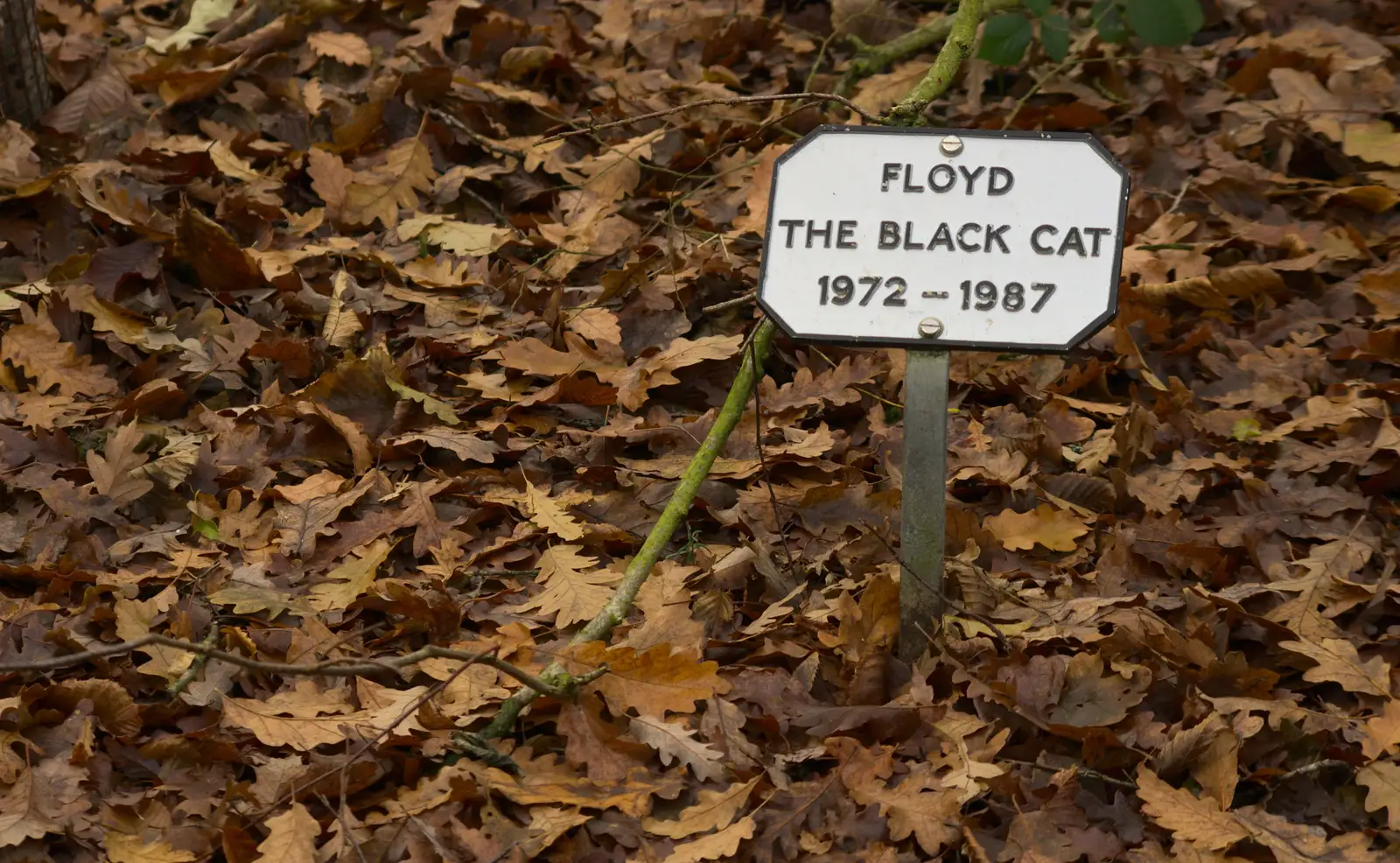 The grave of Floyd the Black Cat, from Cameraphone Randomness and a Thornham Walk, Suffolk - 14th December 2014