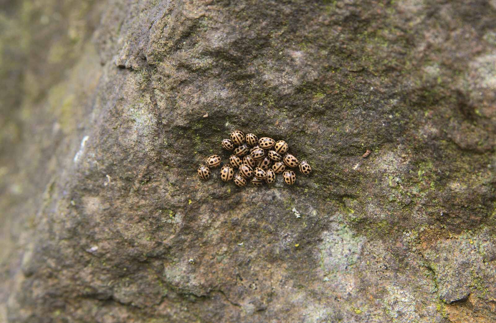 Fred spots a nest of hibernating ladybirds from Cameraphone Randomness and a Thornham Walk, Suffolk - 14th December 2014