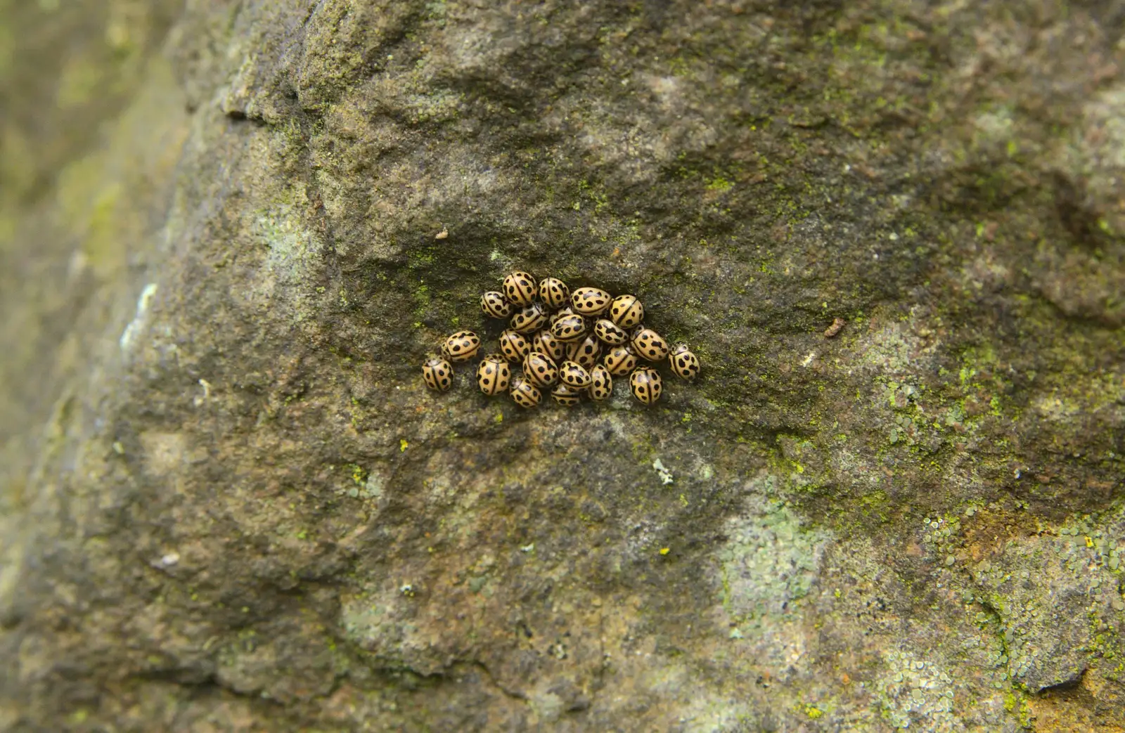 Fred spots a nest of hibernating ladybirds, from Cameraphone Randomness and a Thornham Walk, Suffolk - 14th December 2014