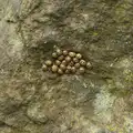 Fred spots a nest of hibernating ladybirds, Cameraphone Randomness and a Thornham Walk, Suffolk - 14th December 2014