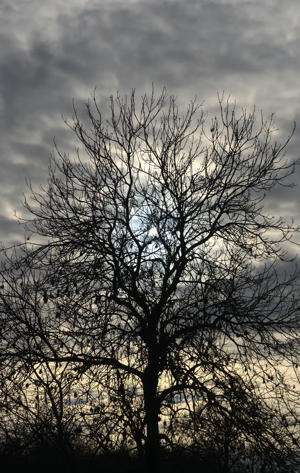 Skeleton tree against a leaden sky, from Cameraphone Randomness and a Thornham Walk, Suffolk - 14th December 2014