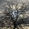 Skeleton tree against a leaden sky, Cameraphone Randomness and a Thornham Walk, Suffolk - 14th December 2014