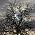 Skeleton tree against a leaden sky, Cameraphone Randomness and a Thornham Walk, Suffolk - 14th December 2014