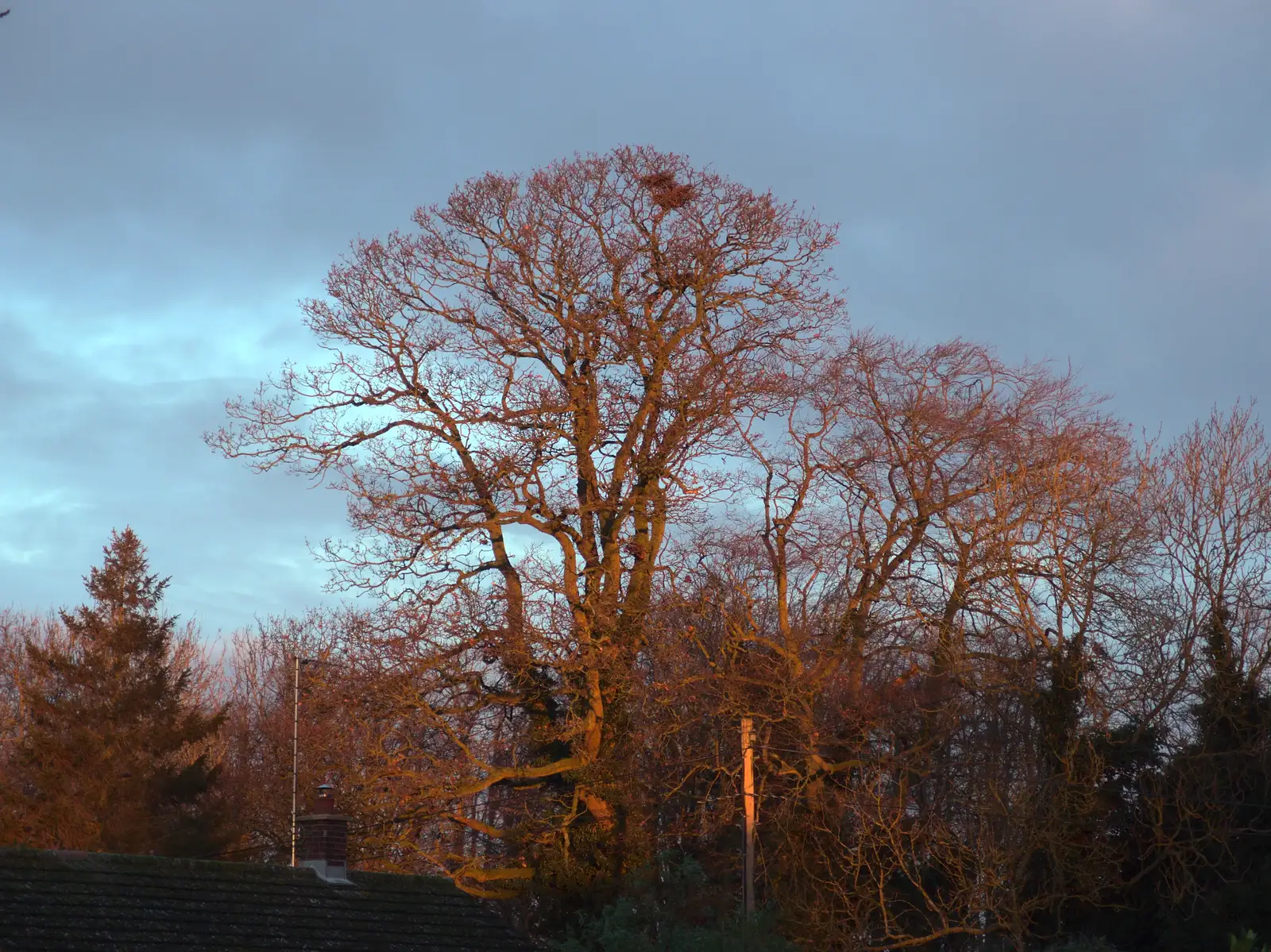 Sunrise on the Oaksmere's trees, from SwiftKey Innovation Nights, Westminster, London - 19th December 2014