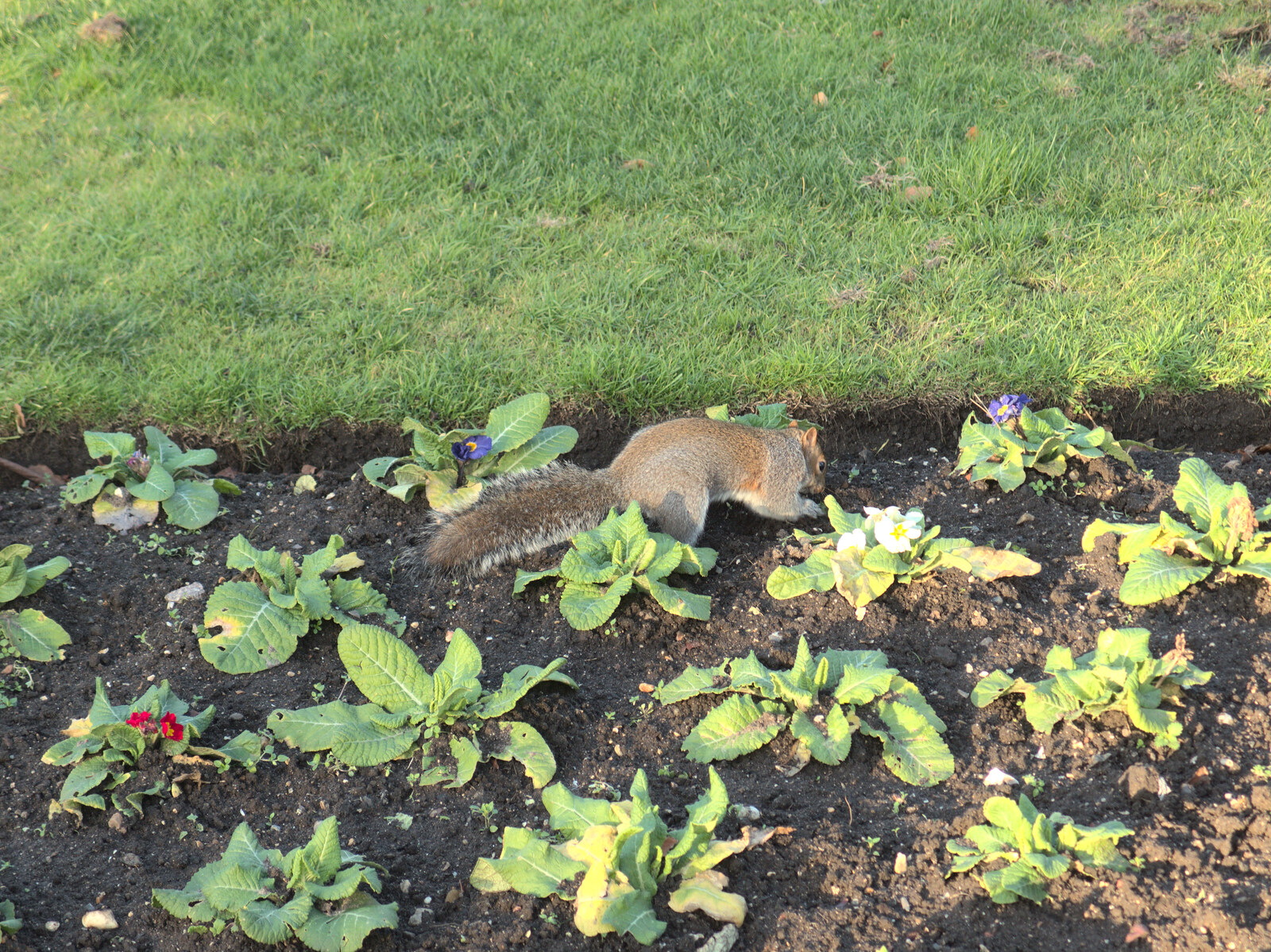 A squirrel rummages around the Primulas from A Trip to Abbey Gardens, Bury St. Edmunds, Suffolk - 20th December 2014
