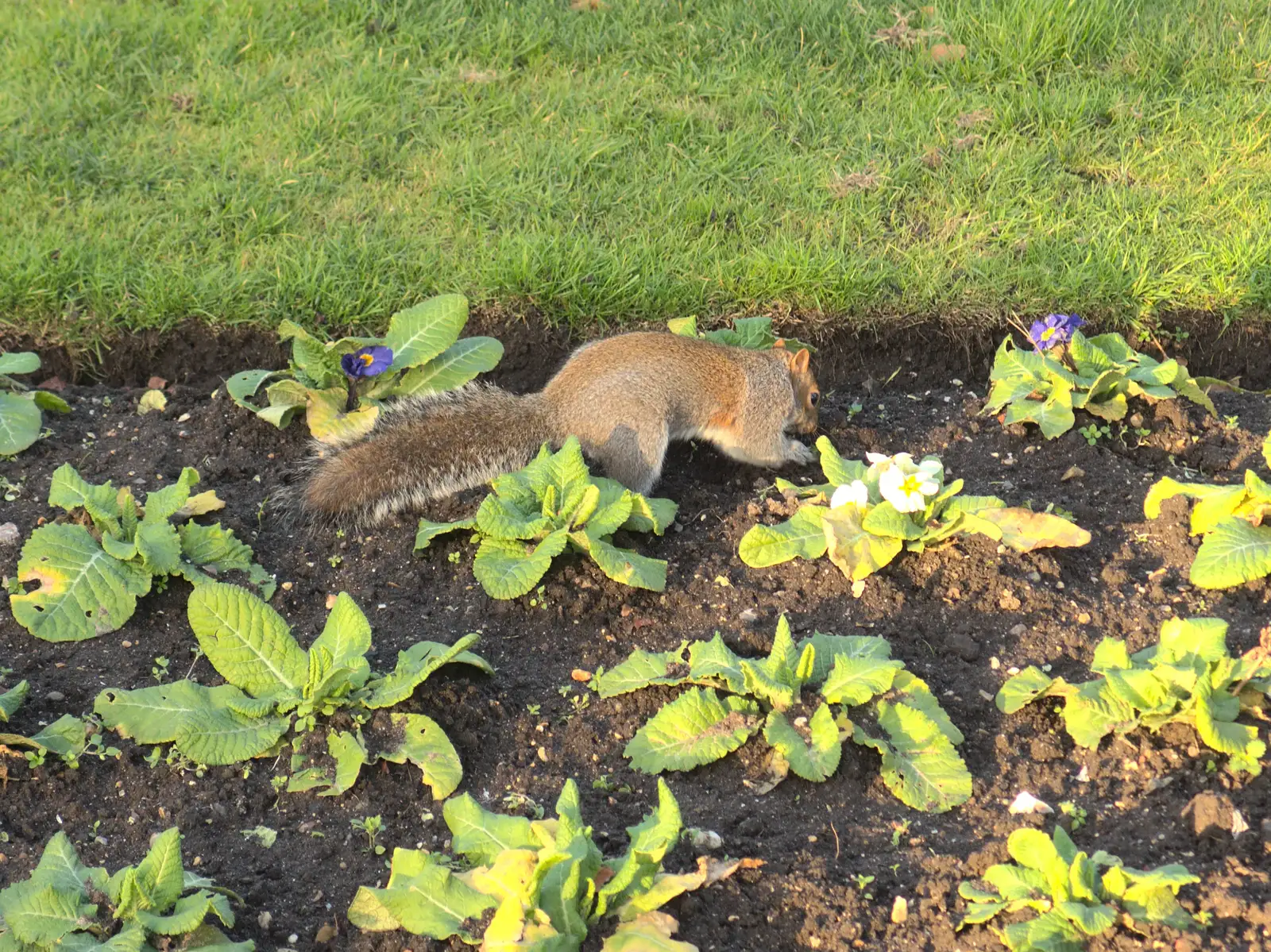 A squirrel rummages around the Primulas, from A Trip to Abbey Gardens, Bury St. Edmunds, Suffolk - 20th December 2014