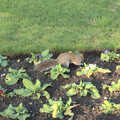 A squirrel rummages around the Primulas, A Trip to Abbey Gardens, Bury St. Edmunds, Suffolk - 20th December 2014