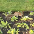 A squirrel rummages around the Primulas, A Trip to Abbey Gardens, Bury St. Edmunds, Suffolk - 20th December 2014