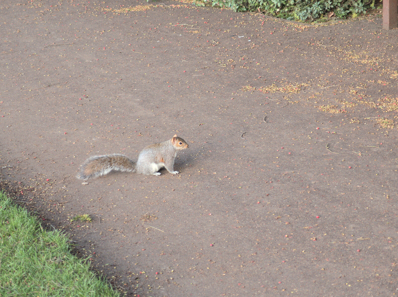 A squirrel on a path from A Trip to Abbey Gardens, Bury St. Edmunds, Suffolk - 20th December 2014