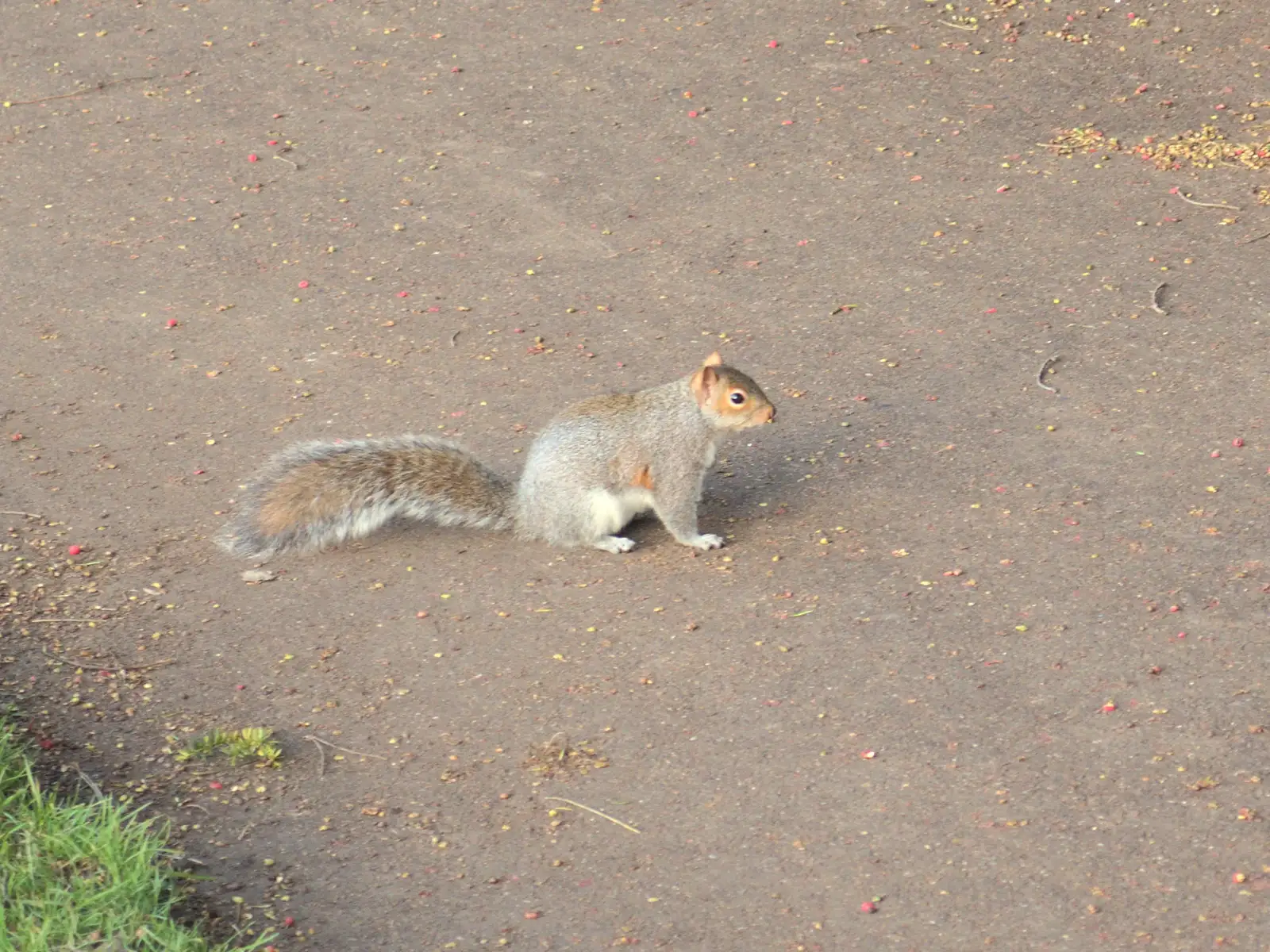 A squirrel on a path, from A Trip to Abbey Gardens, Bury St. Edmunds, Suffolk - 20th December 2014