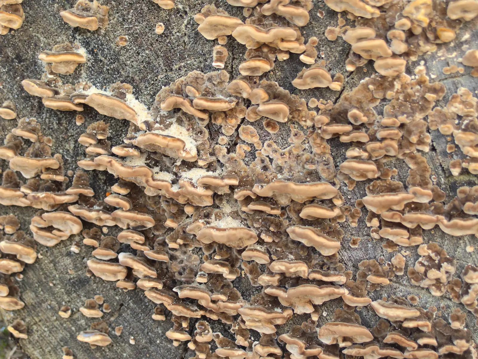 Funky fungus on a tree stump, from A Trip to Abbey Gardens, Bury St. Edmunds, Suffolk - 20th December 2014