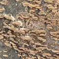 Funky fungus on a tree stump, A Trip to Abbey Gardens, Bury St. Edmunds, Suffolk - 20th December 2014