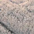 More frost, which looks like trees, Christmas Day at the Swan Inn, Brome, Suffolk - 25th December 2014