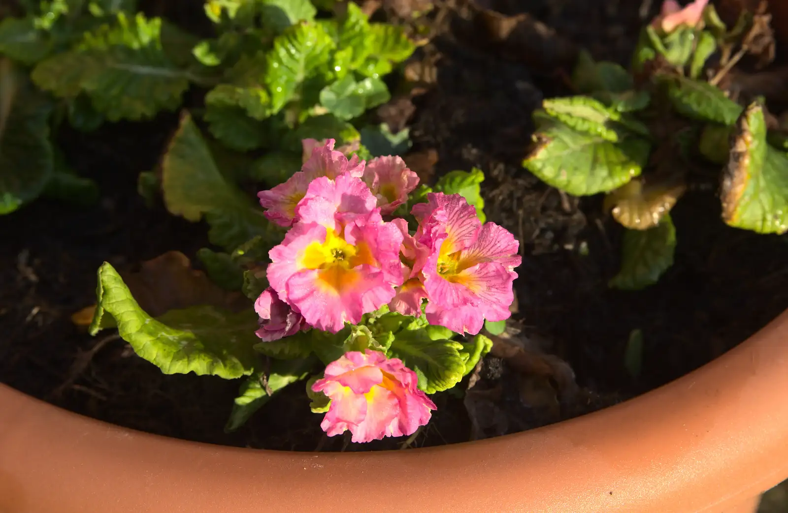 Some brave flowers are out, from Christmas Day at the Swan Inn, Brome, Suffolk - 25th December 2014