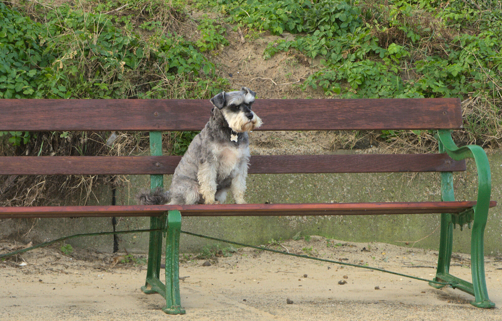 A small dog sits on a bench from Sunset on the Beach, Southwold, Suffolk - 30th December 2014