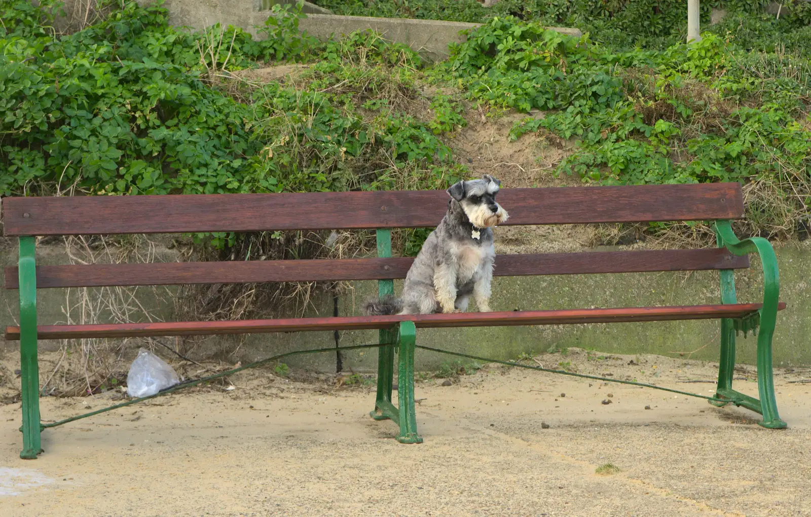 A small dog sits on a bench, from Sunset on the Beach, Southwold, Suffolk - 30th December 2014