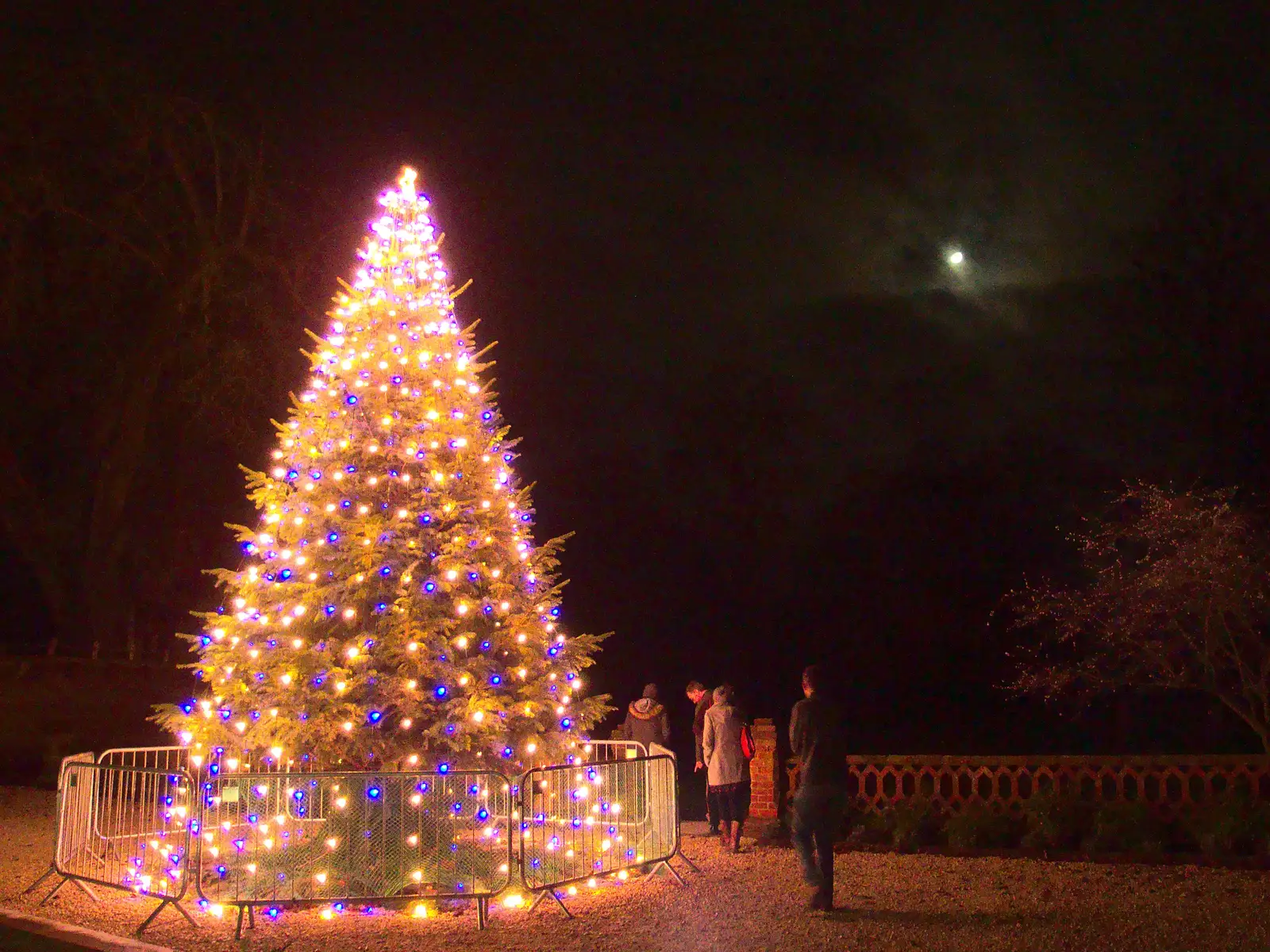 The lit-up Christmas tree, from New Year's Eve at the Oaksmere, Brome, Suffolk - 31st December 2014