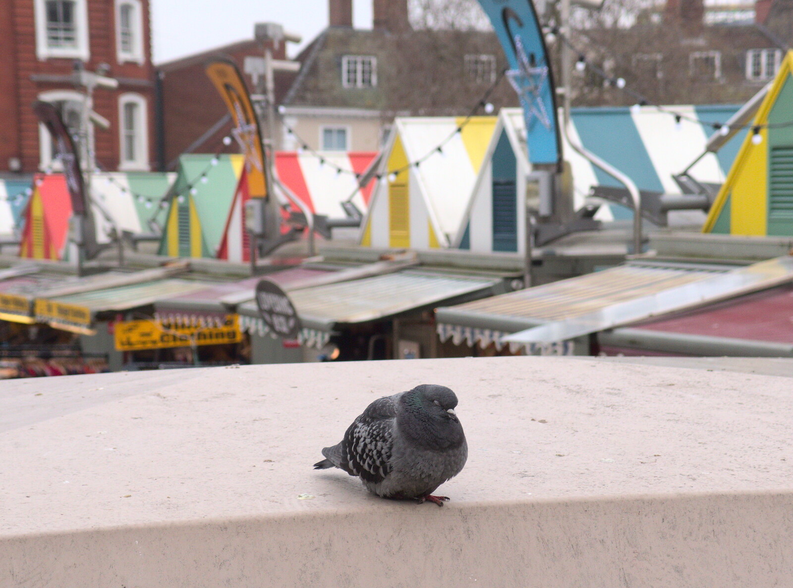 Pigeon-feature! from A Trip to Norwich, and Beers at The Swan Inn, Brome, Suffolk - 5th January 2015