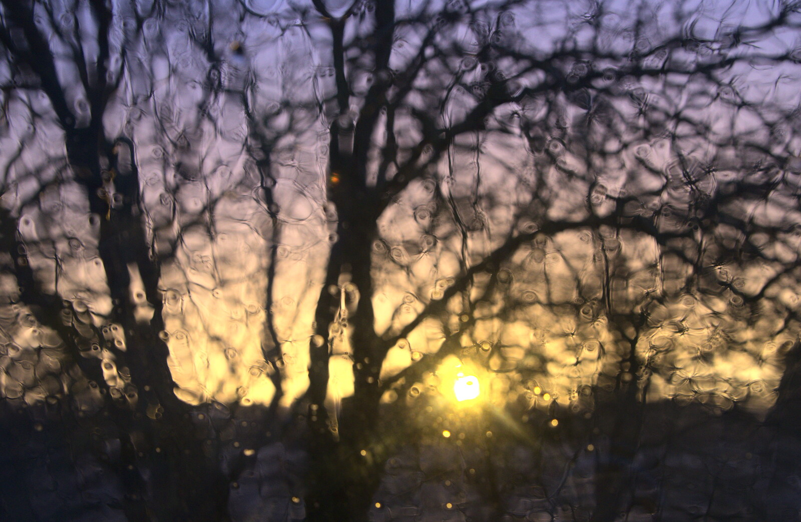 Sun and trees through a rainy window from The BBs do a Recording, Hethel, Norfolk - 18th January 2015