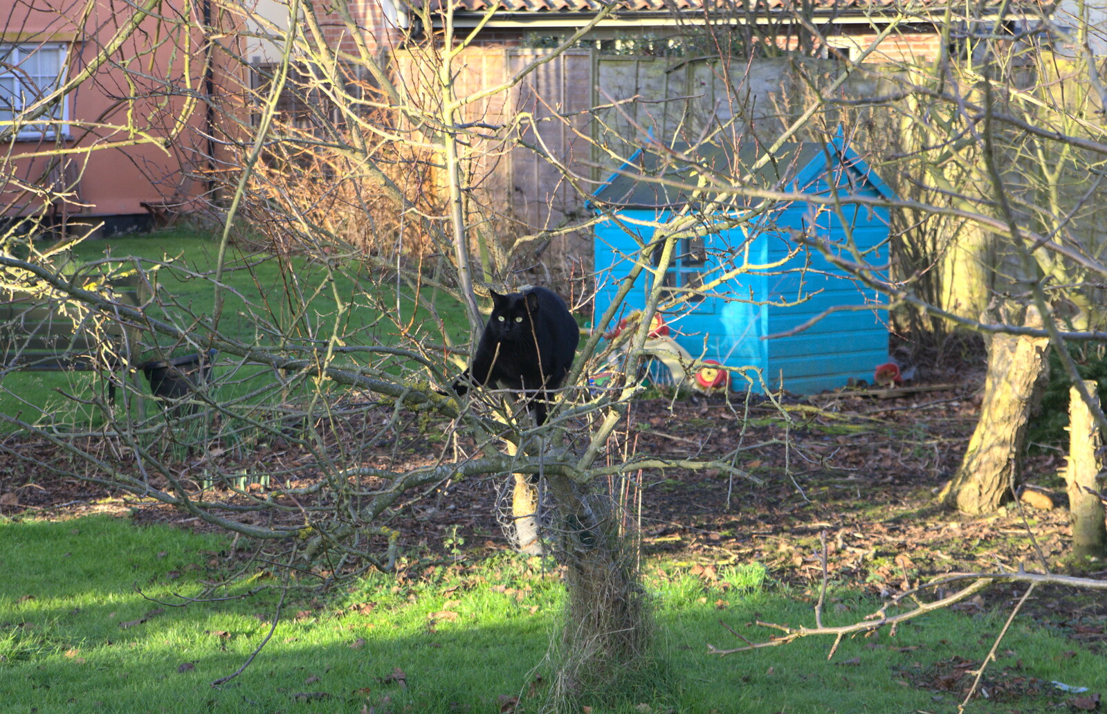 Millie the Mooch is up a tree from The BBs do a Recording, Hethel, Norfolk - 18th January 2015