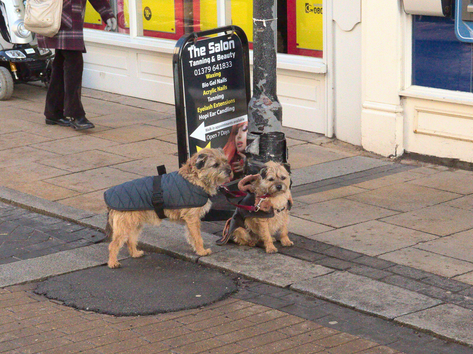 Some glum-looking dogs are tied to a lampost from Closing Down: A Late January Miscellany, Diss, Norfolk - 31st January 2015