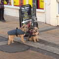 Some glum-looking dogs are tied to a lampost, Closing Down: A Late January Miscellany, Diss, Norfolk - 31st January 2015