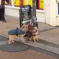 Some glum-looking dogs are tied to a lampost, Closing Down: A Late January Miscellany, Diss, Norfolk - 31st January 2015