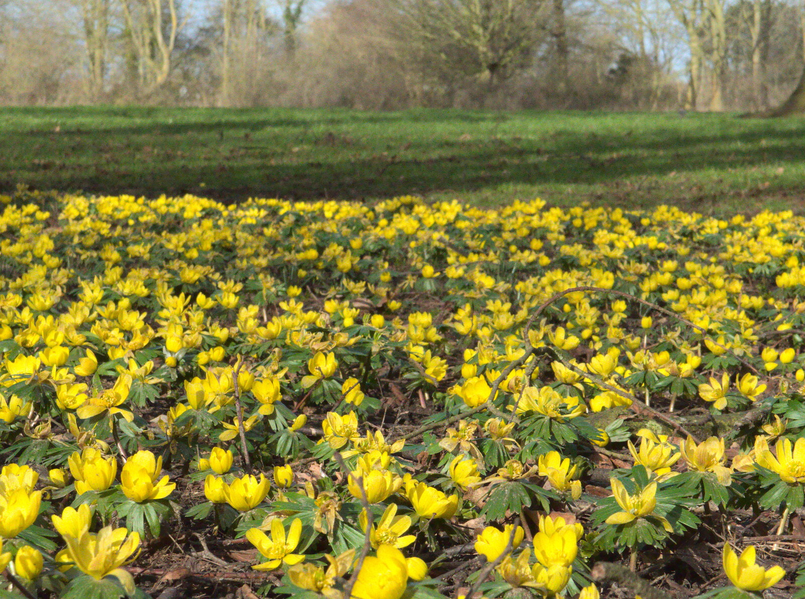 Bright yellow flowers from Fred and the Volcano, Brome, Suffolk - 8th February 2015
