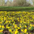 Bright yellow flowers, Fred and the Volcano, Brome, Suffolk - 8th February 2015