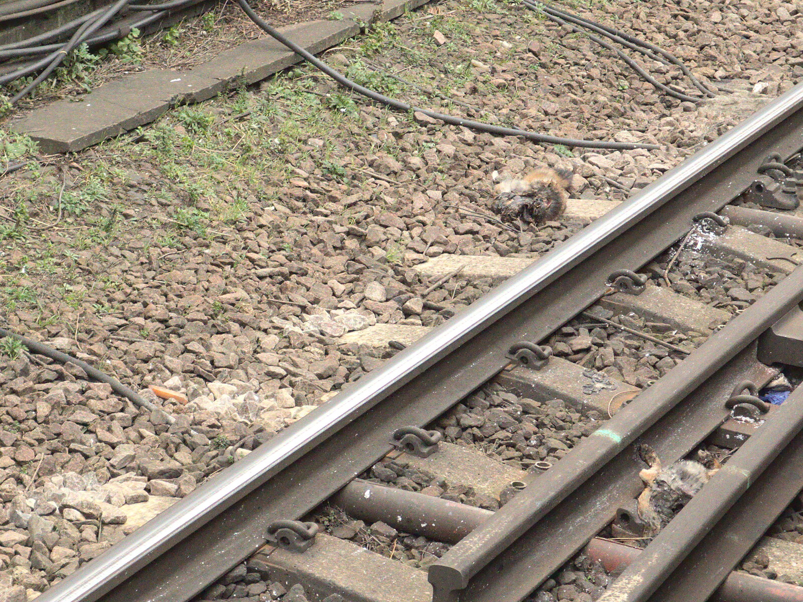 There's some sort of dead animal on the tracks from Fred and the Volcano, Brome, Suffolk - 8th February 2015