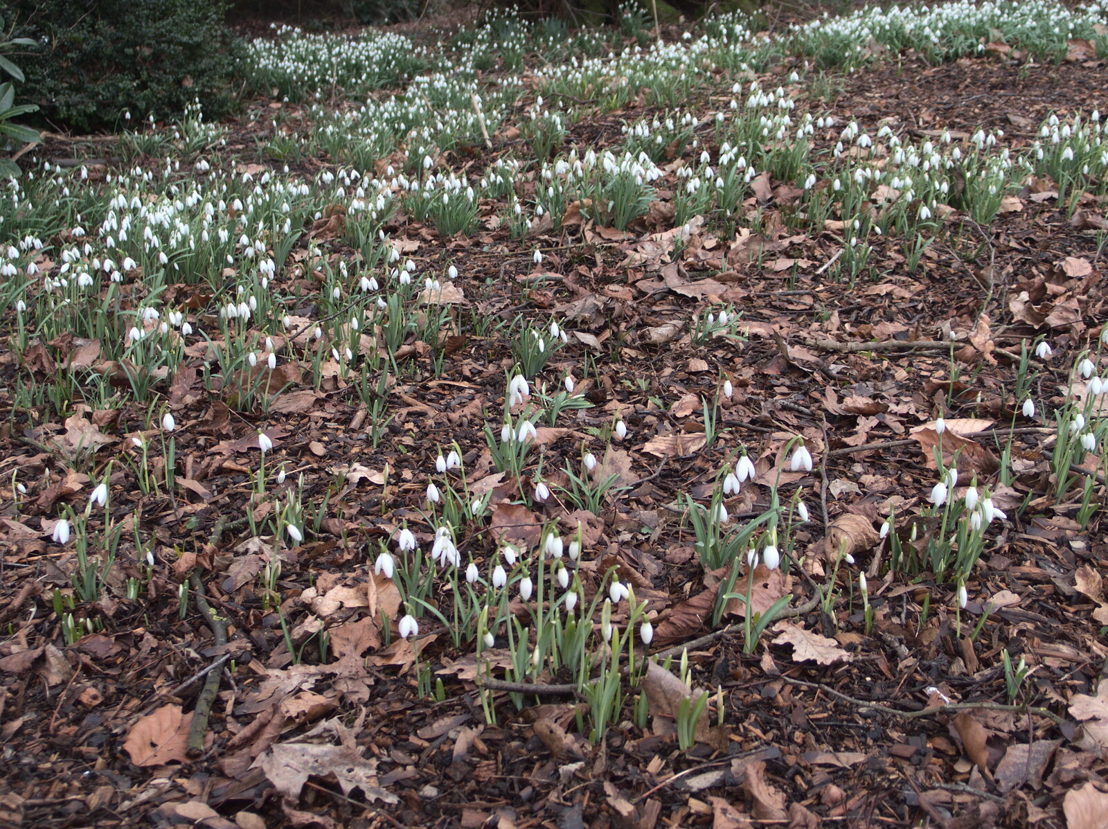 A carpet of snowdrops from Fred and the Volcano, Brome, Suffolk - 8th February 2015