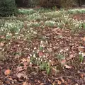 A carpet of snowdrops, Fred and the Volcano, Brome, Suffolk - 8th February 2015