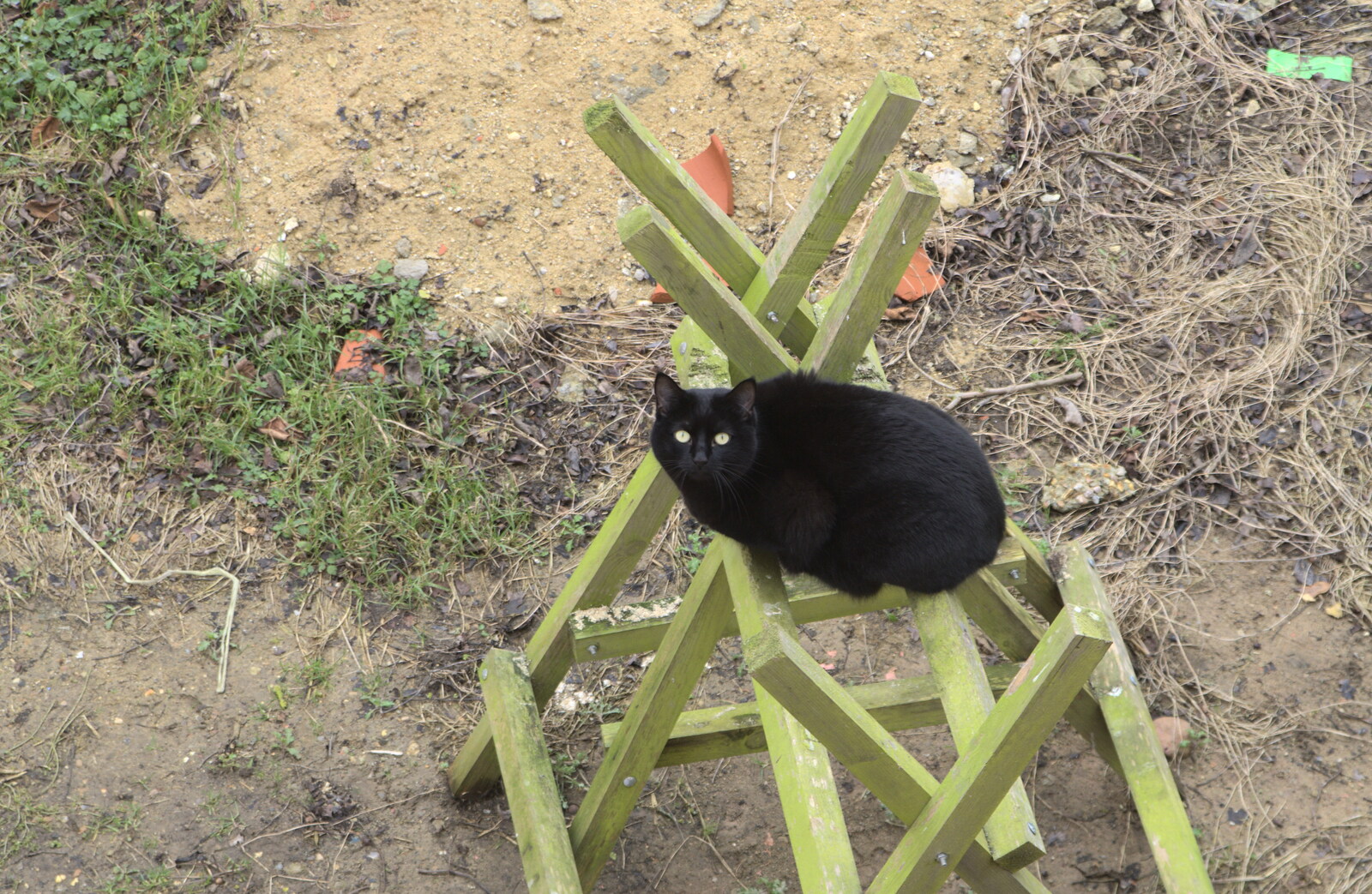 Millie-cat perches on a saw horse from Fred and the Volcano, Brome, Suffolk - 8th February 2015