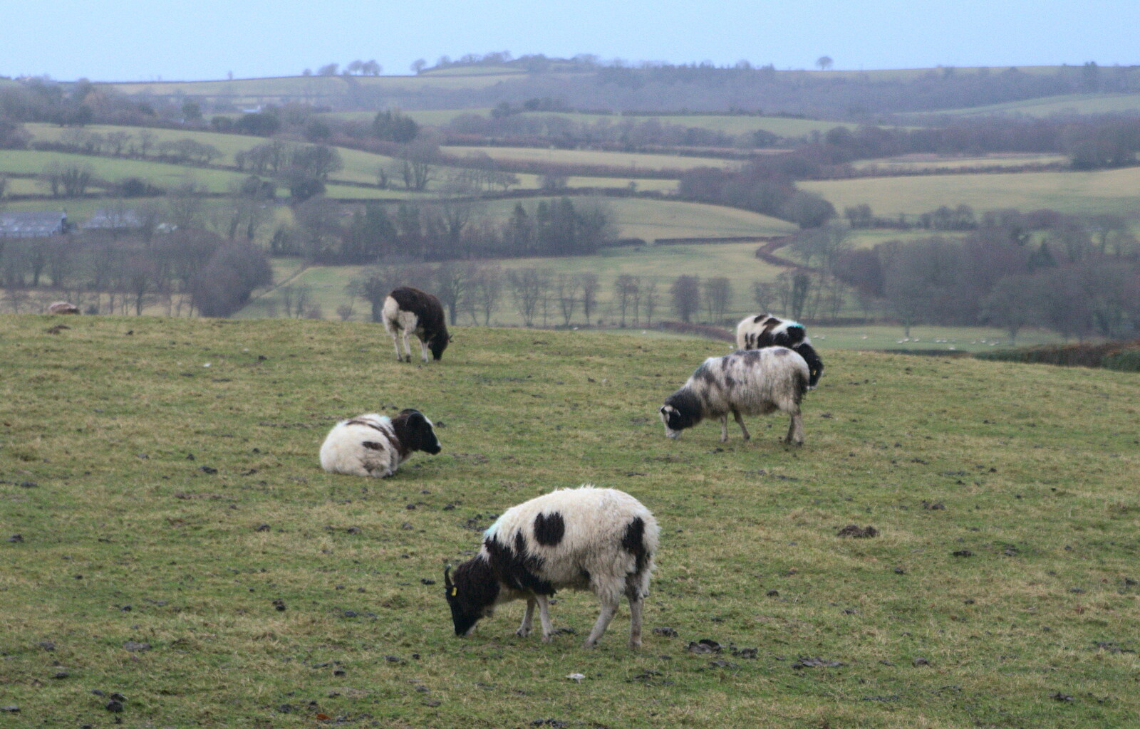 Black and white sheep from A Trip to Grandma J's, Spreyton, Devon - 18th February 2015