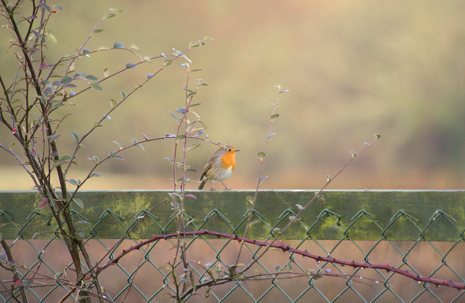 A Robin on a fence from A Trip to Grandma J's, Spreyton, Devon - 18th February 2015
