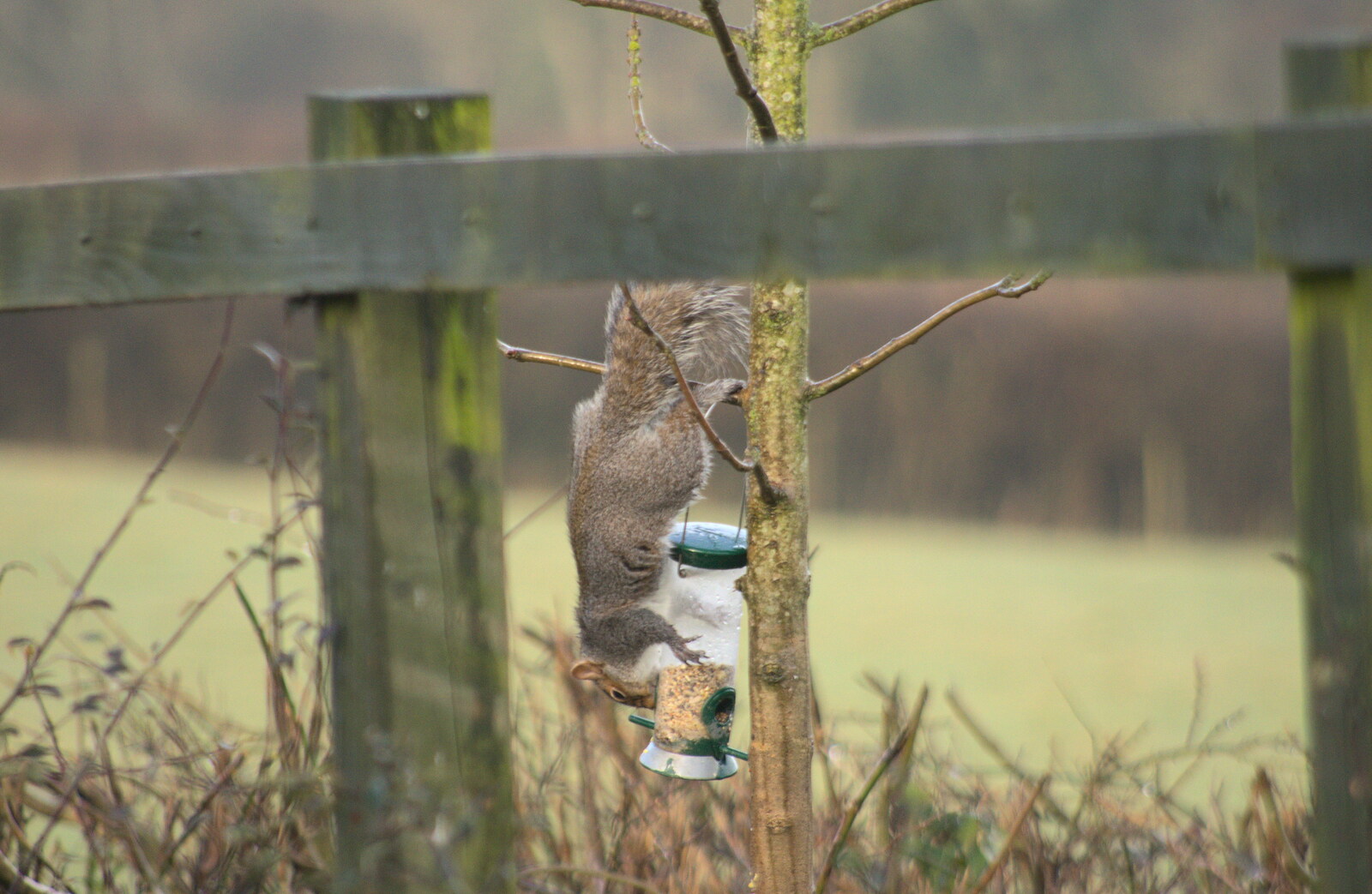 A squirrel steals bird food from A Trip to Grandma J's, Spreyton, Devon - 18th February 2015