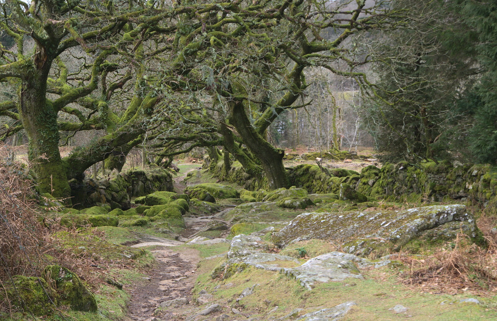 The path up to Sheepstor from A Trip to Grandma J's, Spreyton, Devon - 18th February 2015