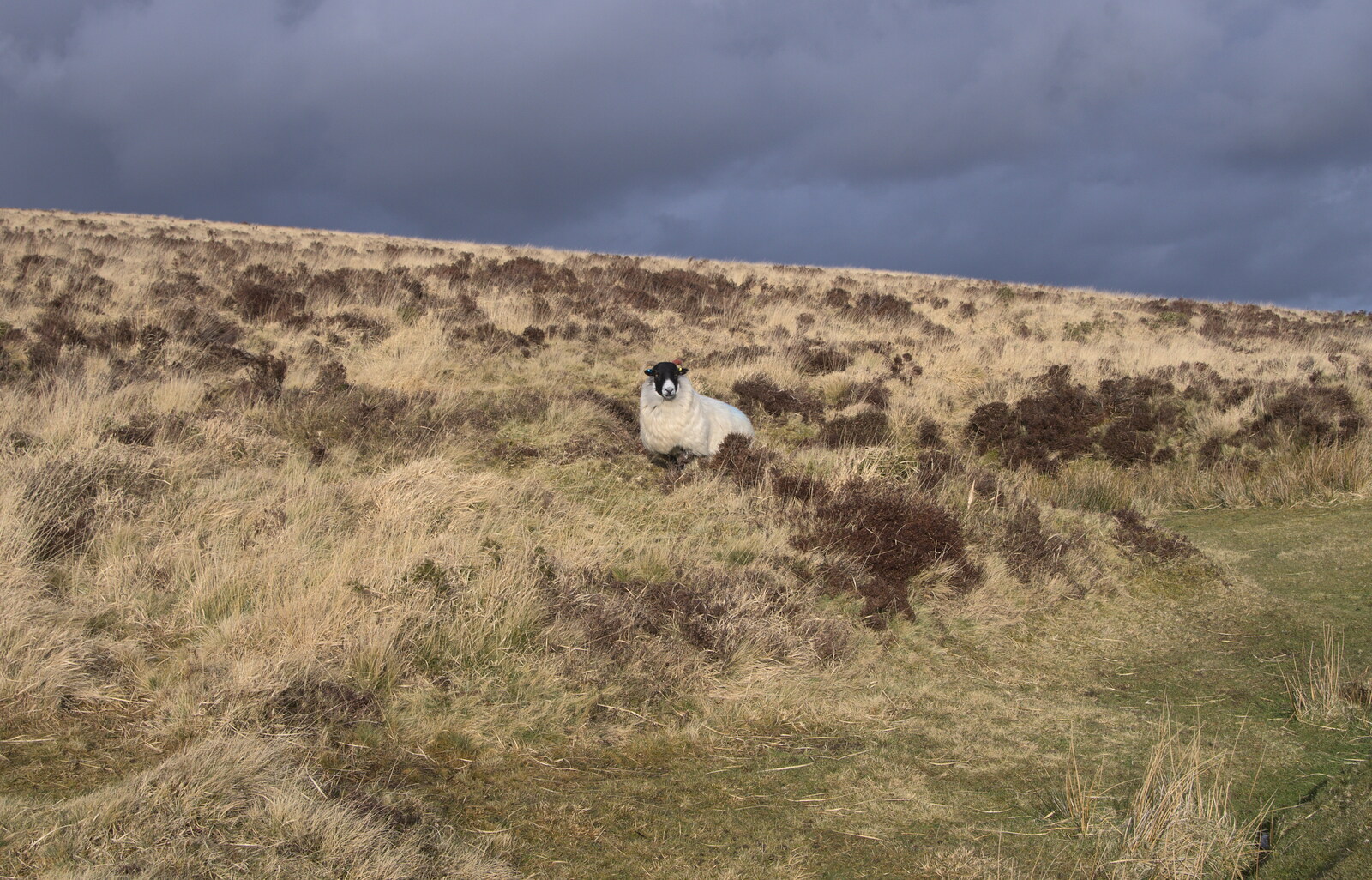 A Dartmoor sheep from A Trip to Grandma J's, Spreyton, Devon - 18th February 2015